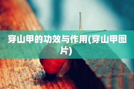 穿山甲的功效與作用(穿山甲圖片) 