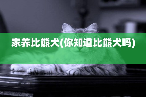 家養比熊犬(你知道比熊犬嗎) 