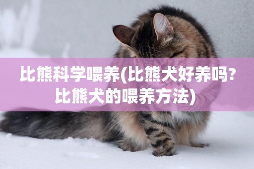 比熊科學喂養(比熊犬好養嗎?比熊犬的喂養方法) 