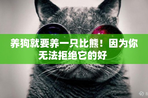 養狗就要養一只比熊！因為你無法拒絕它的好 