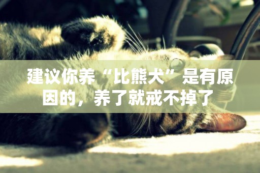 建議你養“比熊犬”是有原因的，養了就戒不掉了 