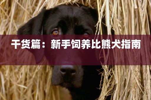 干貨篇：新手飼養比熊犬指南 