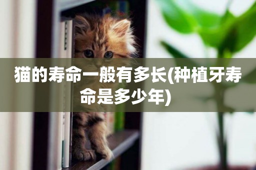 貓的壽命一般有多長(種植牙壽命是多少年) 