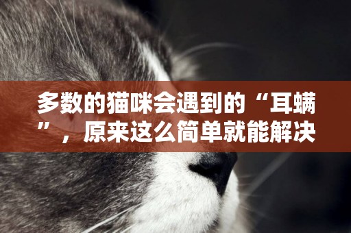 多數的貓咪會遇到的“耳螨”，原來這么簡單就能解決 