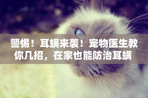 警惕！耳螨來襲！寵物醫生教你幾招，在家也能防治耳螨 