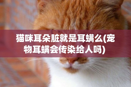 貓咪耳朵臟就是耳螨么(寵物耳螨會傳染給人嗎) 