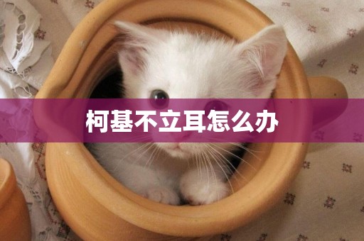 柯基不立耳怎么辦