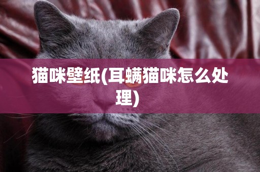 貓咪壁紙(耳螨貓咪怎么處理) 