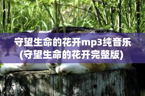 守望生命的花開mp3純音樂(守望生命的花開完整版) 