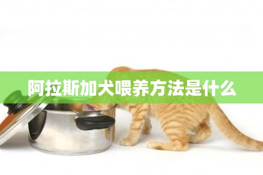 阿拉斯加犬喂養方法是什么