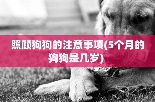 照顧狗狗的注意事項(5個月的狗狗是幾歲) 