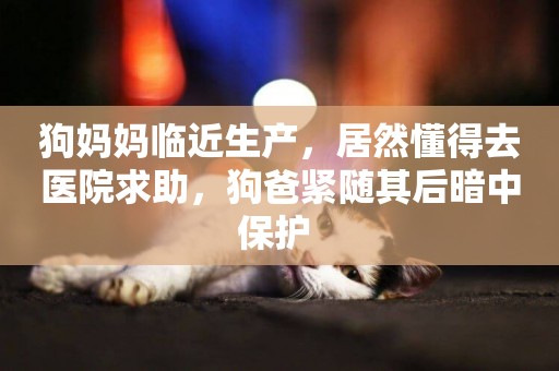 狗媽媽臨近生產，居然懂得去醫院求助，狗爸緊隨其后暗中保護 