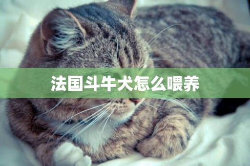 法國斗牛犬怎么喂養