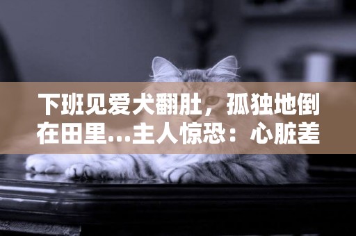 下班見愛犬翻肚，孤獨地倒在田里…主人驚恐：心臟差點受不了 