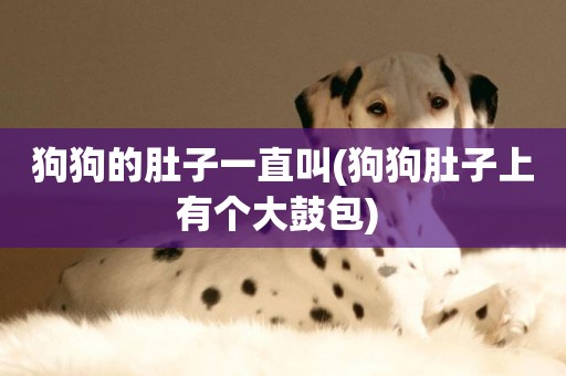 狗狗的肚子一直叫(狗狗肚子上有個大鼓包) 