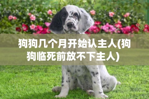 狗狗幾個月開始認主人(狗狗臨死前放不下主人) 