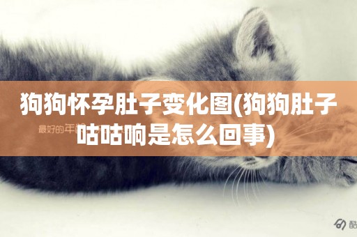 狗狗懷孕肚子變化圖(狗狗肚子咕咕響是怎么回事) 