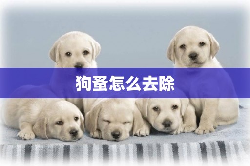狗蚤怎么去除