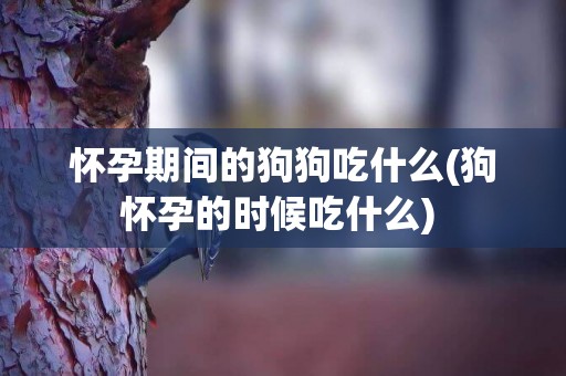 懷孕期間的狗狗吃什么(狗懷孕的時候吃什么) 