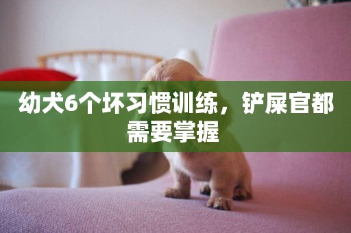 幼犬6個壞習慣訓練，鏟屎官都需要掌握 