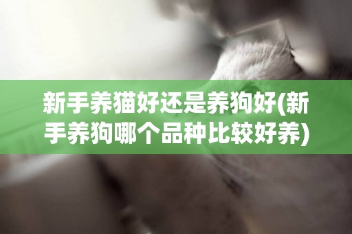 新手養貓好還是養狗好(新手養狗哪個品種比較好養) 