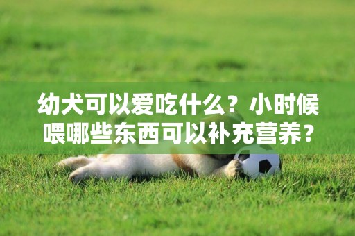 幼犬可以愛吃什么？小時候喂哪些東西可以補充營養？新手養寵指南 