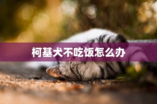 柯基犬不吃飯怎么辦