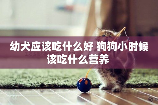 幼犬應該吃什么好 狗狗小時候該吃什么營養 
