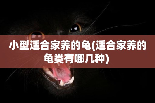 小型適合家養的龜(適合家養的龜類有哪幾種) 