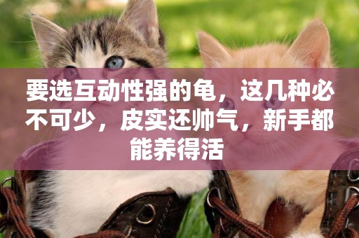 要選互動性強的龜，這幾種必不可少，皮實還帥氣，新手都能養得活 
