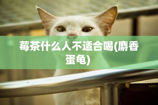 莓茶什么人不適合喝(麝香蛋龜) 
