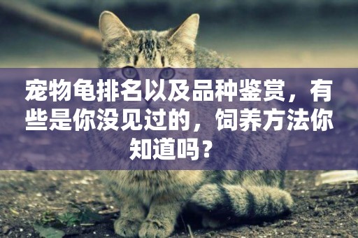 寵物龜排名以及品種鑒賞，有些是你沒見過的，飼養方法你知道嗎？ 