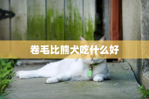 卷毛比熊犬吃什么好
