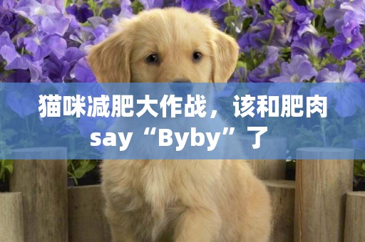 貓咪減肥大作戰，該和肥肉say“Byby”了 