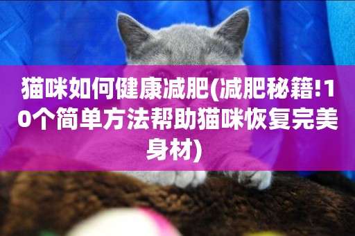 貓咪如何健康減肥(減肥秘籍!10個簡單方法幫助貓咪恢復完美身材) 