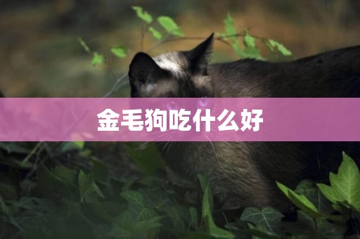 金毛狗吃什么好