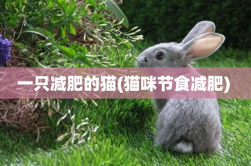 一只減肥的貓(貓咪節食減肥) 