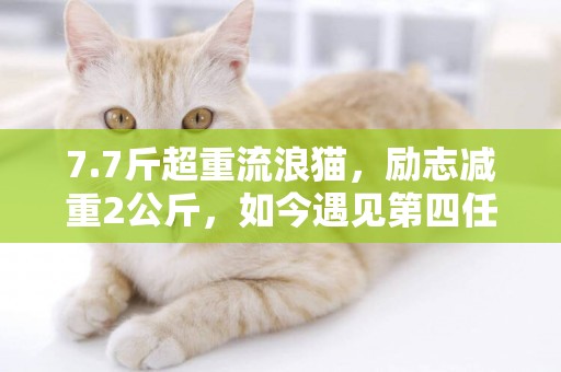 7.7斤超重流浪貓，勵志減重2公斤，如今遇見第四任主人 