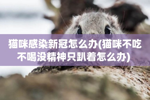 貓咪感染新冠怎么辦(貓咪不吃不喝沒精神只趴著怎么辦) 