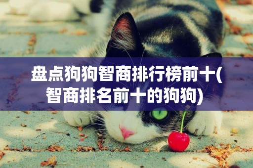 盤點狗狗智商排行榜前十(智商排名前十的狗狗) 