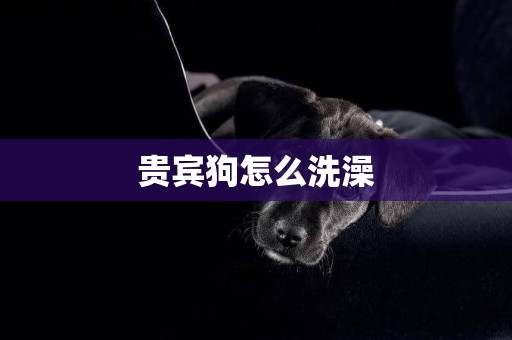 貴賓狗怎么洗澡