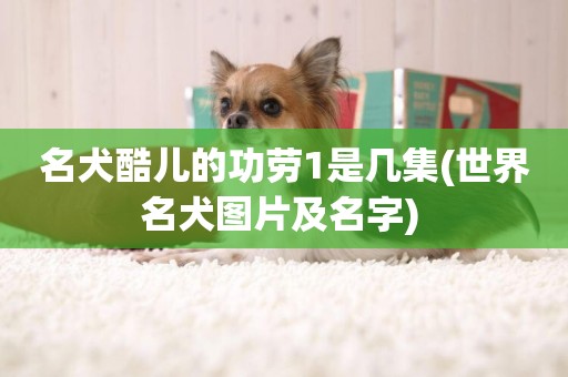 名犬酷兒的功勞1是幾集(世界名犬圖片及名字) 