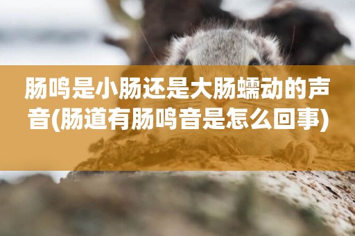腸鳴是小腸還是大腸蠕動的聲音(腸道有腸鳴音是怎么回事) 
