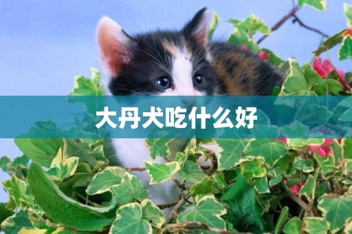 大丹犬吃什么好