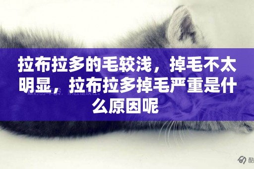 拉布拉多的毛較淺，掉毛不太明顯，拉布拉多掉毛嚴重是什么原因呢 