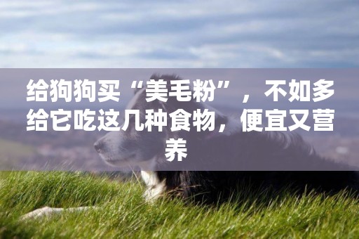 給狗狗買“美毛粉”，不如多給它吃這幾種食物，便宜又營養 