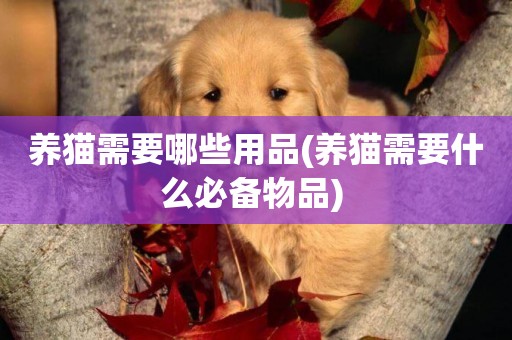 養貓需要哪些用品(養貓需要什么必備物品) 