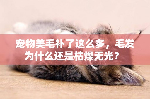 寵物美毛補了這么多，毛發為什么還是枯燥無光？ 