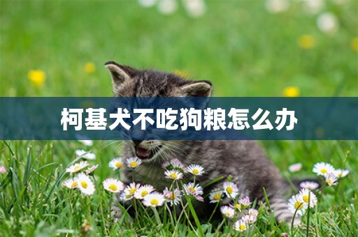 柯基犬不吃狗糧怎么辦