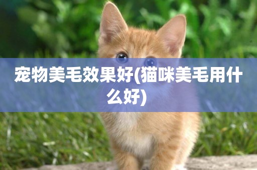 寵物美毛效果好(貓咪美毛用什么好) 